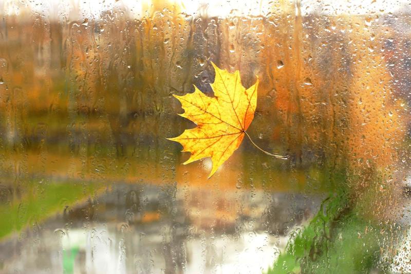 Клен стучит в мое оконце
