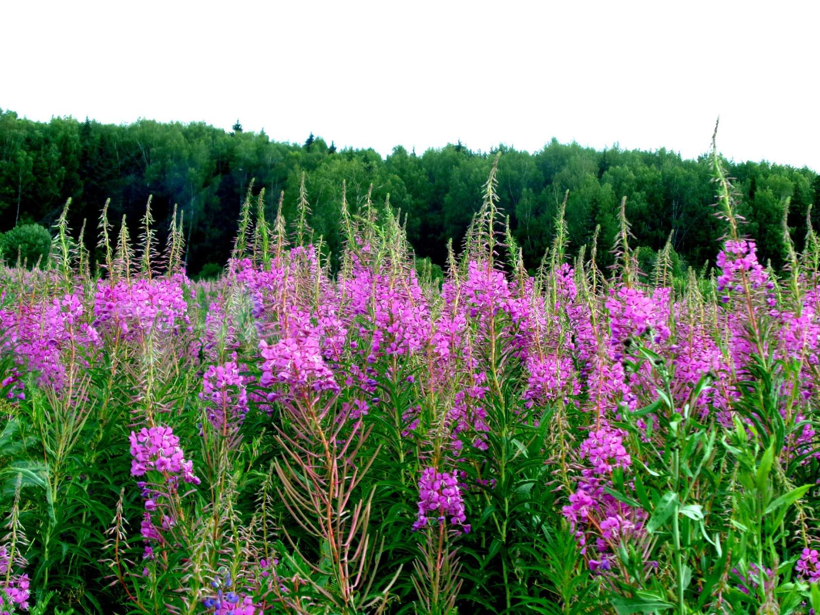 Владимиру Квашнину2 экспромт