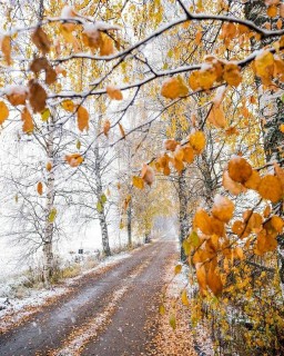 Русская берёзка