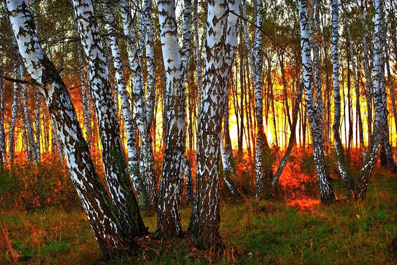 Как дорог край березовый. Березовая роща с тропинкой. Художник валерий ниминущий художник. Деревня береза поле россия. Береза у дороги.
