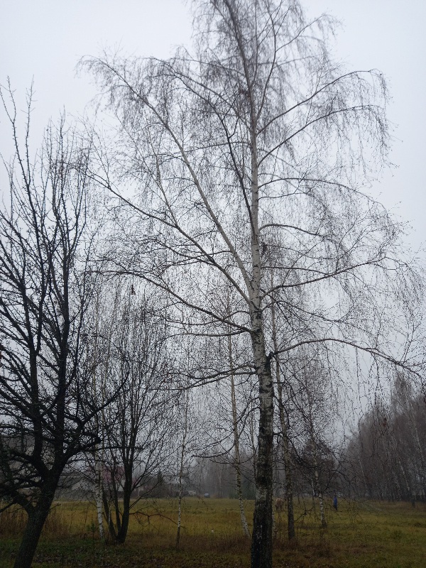 В ноябре