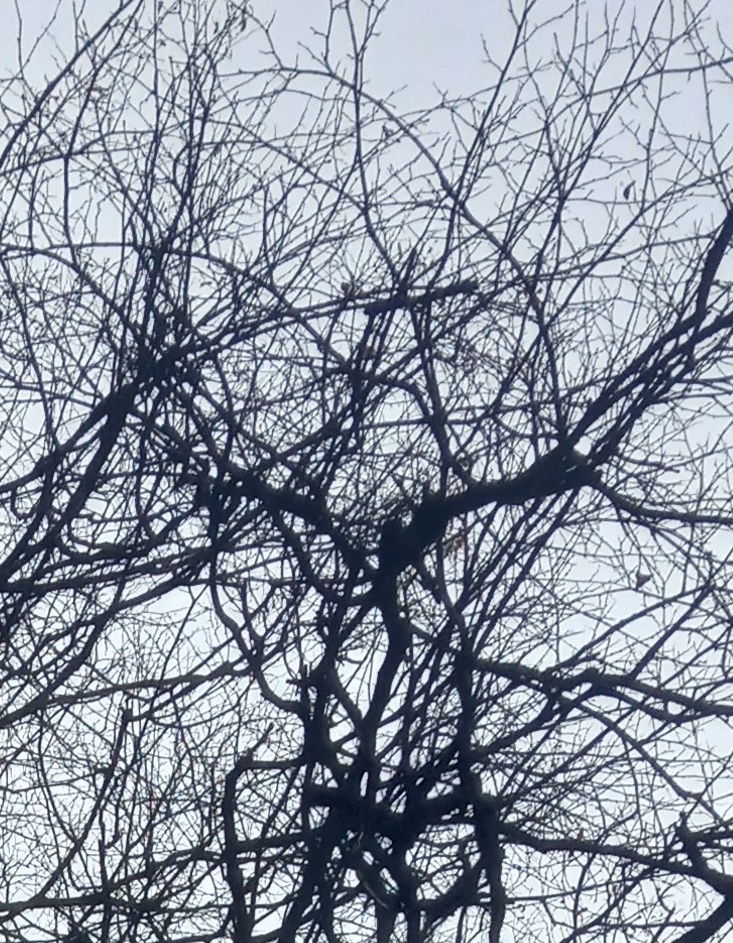 Высокое заблуждение