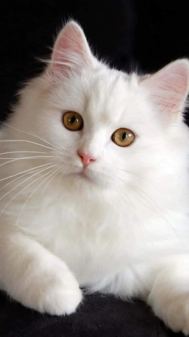 Какая порода белых котов. Турецкая ангора кошка. Турецкая ангорская кошка. Сибирская ангорская кошка. Сибирская ангорская кошка белая.