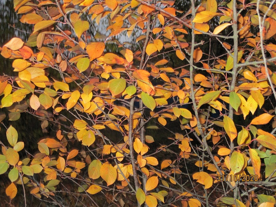 Пусть радуют счастливые мгновения