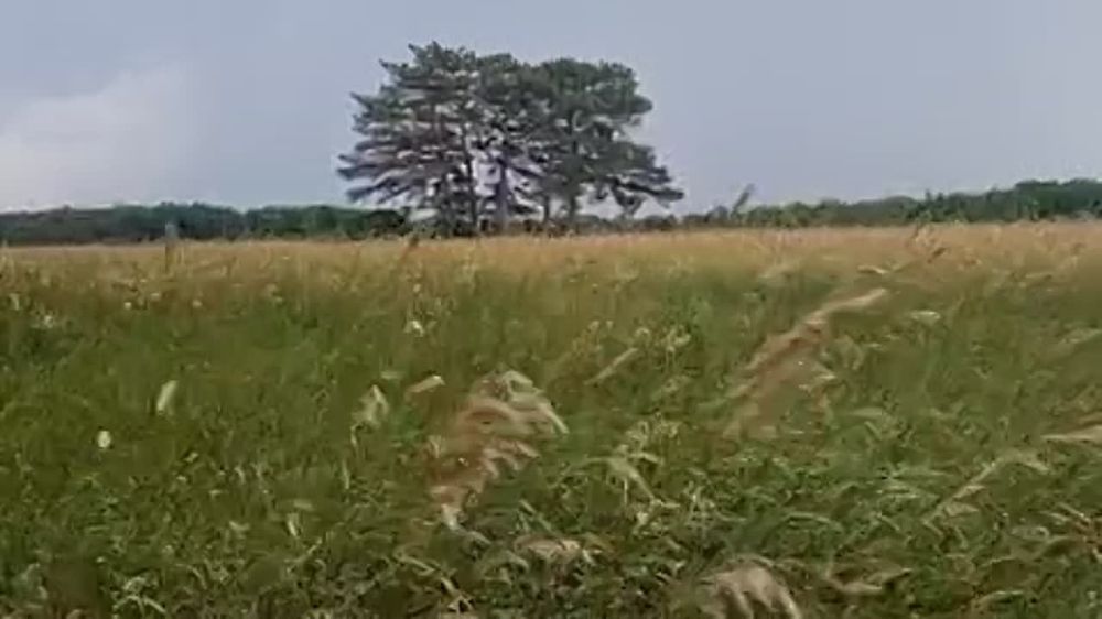 В степи под Херсоном высокие травы, (Юрий Атман) / Стихи.ру