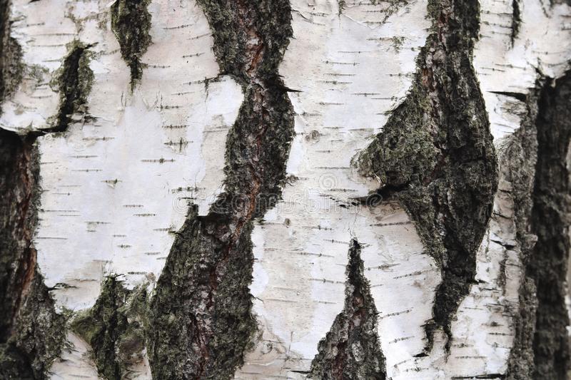 Моя берёзка