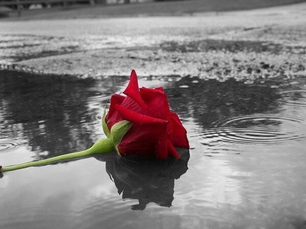 Ты не подаришь мне цветов