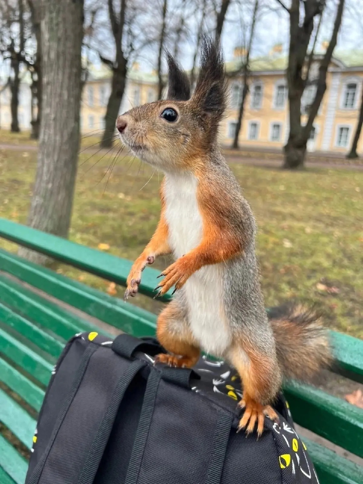 холодная осень сучится в дупло по картинке