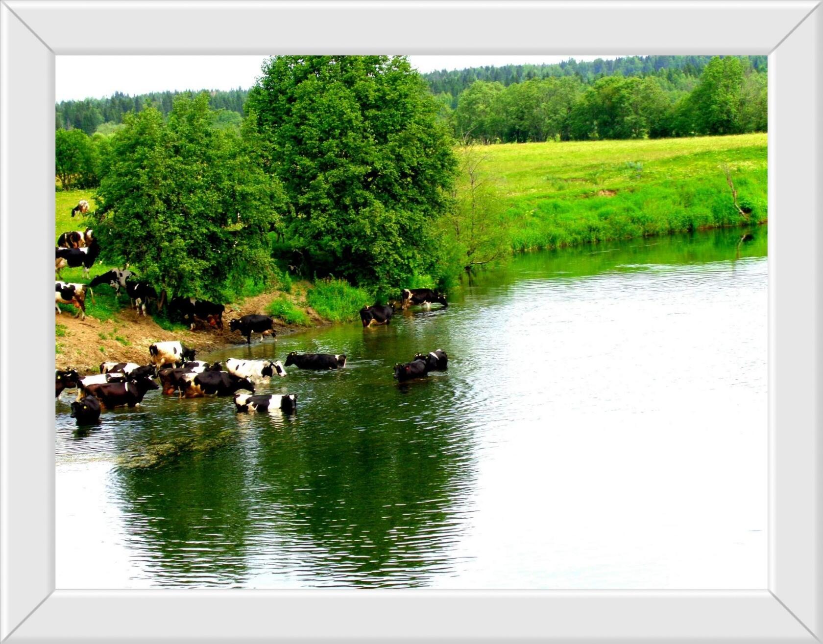 Соловьиная Русь моя...