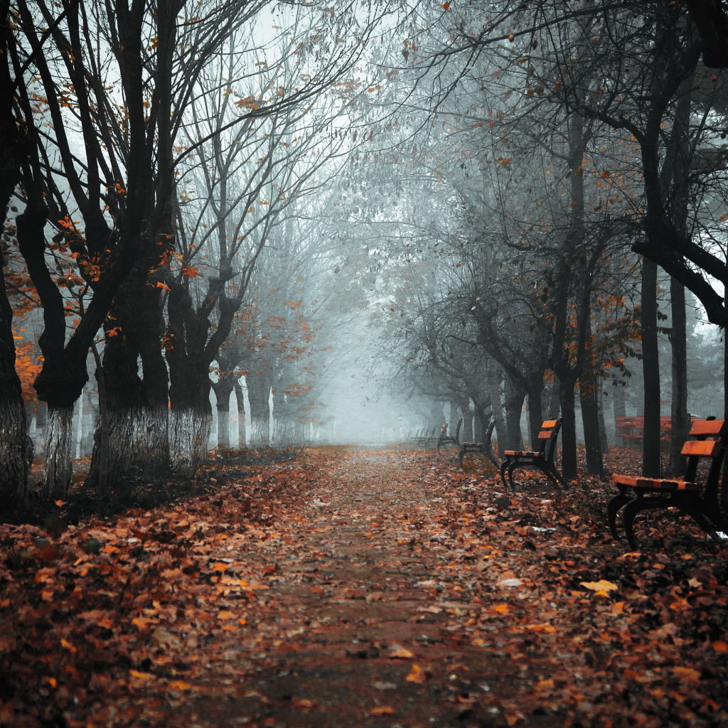 Холодная осень серый. Мрачный осенний парк. Серая осень. Мрачная осень. Туманный город осенью.