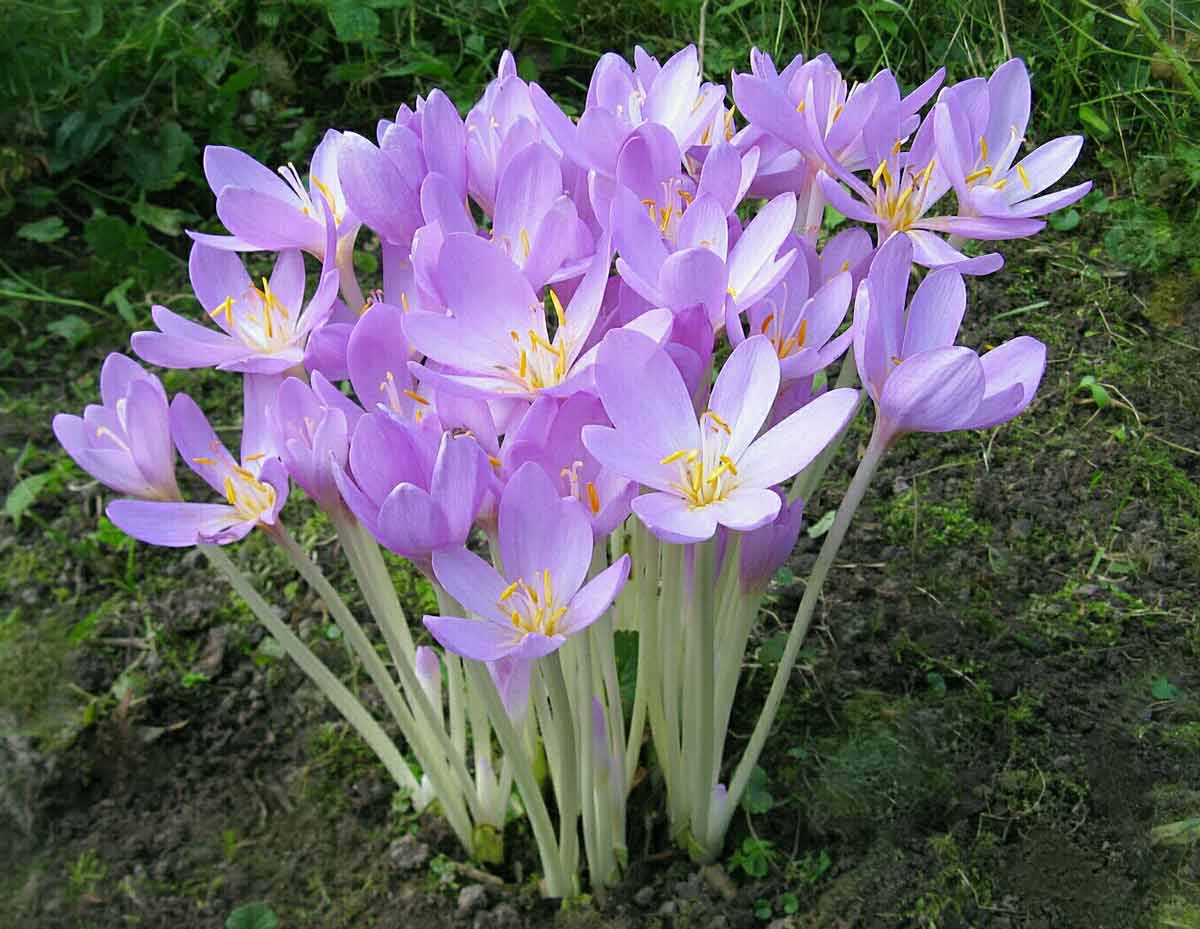 Осенние подснежники