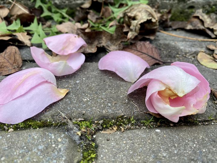 Опадают лепестки