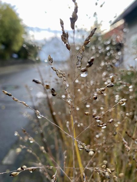 Осенние капли