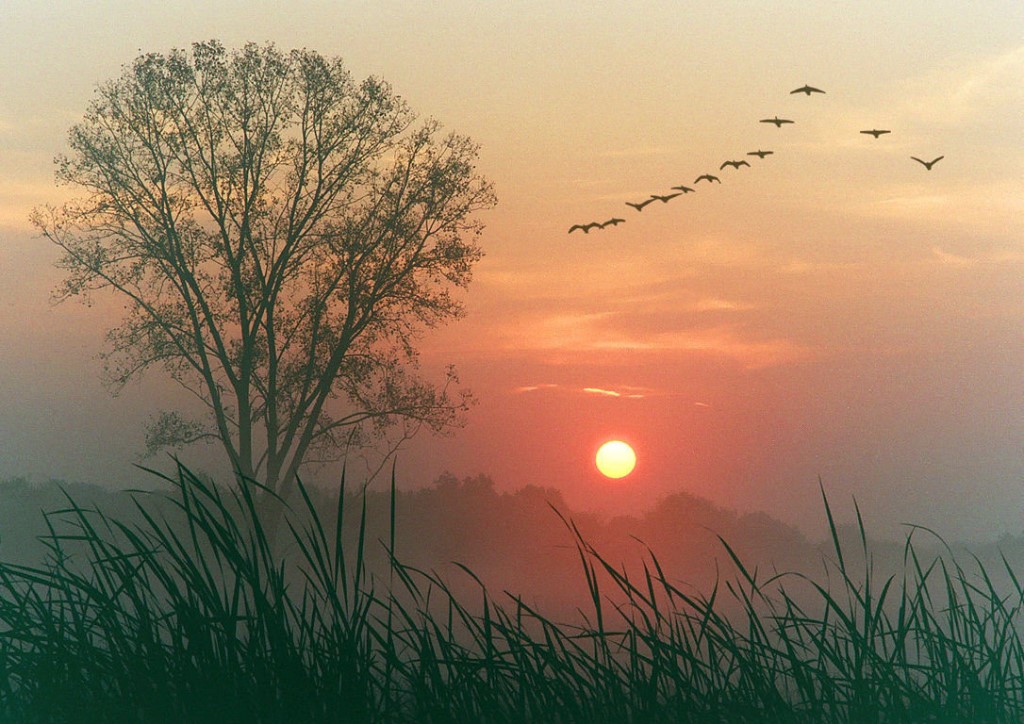 Песня встает рассвет. Птицы на Восходе солнца. Чудесный закат. Рассвет солнца.