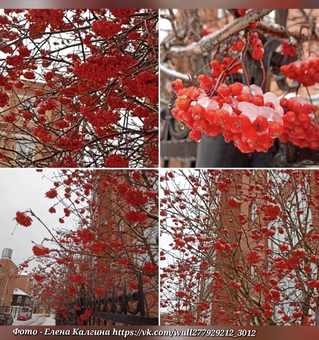 Рябина в ноябре