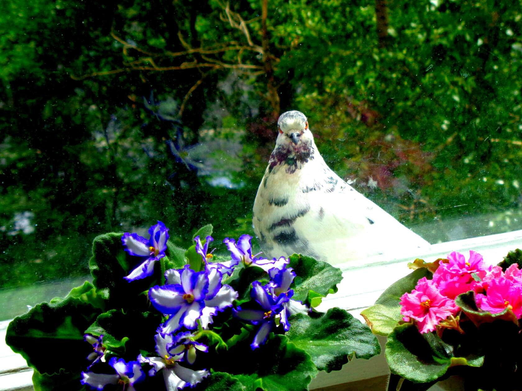 Подрезали птице крылья...