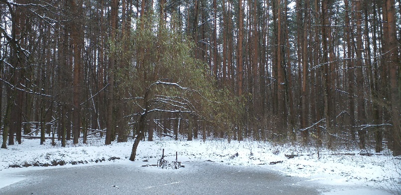 Среди кустов