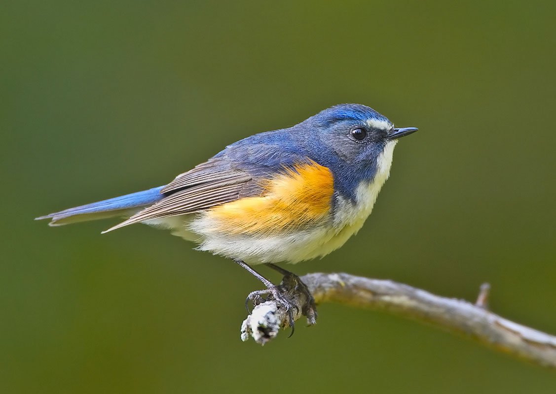 Синехвостка