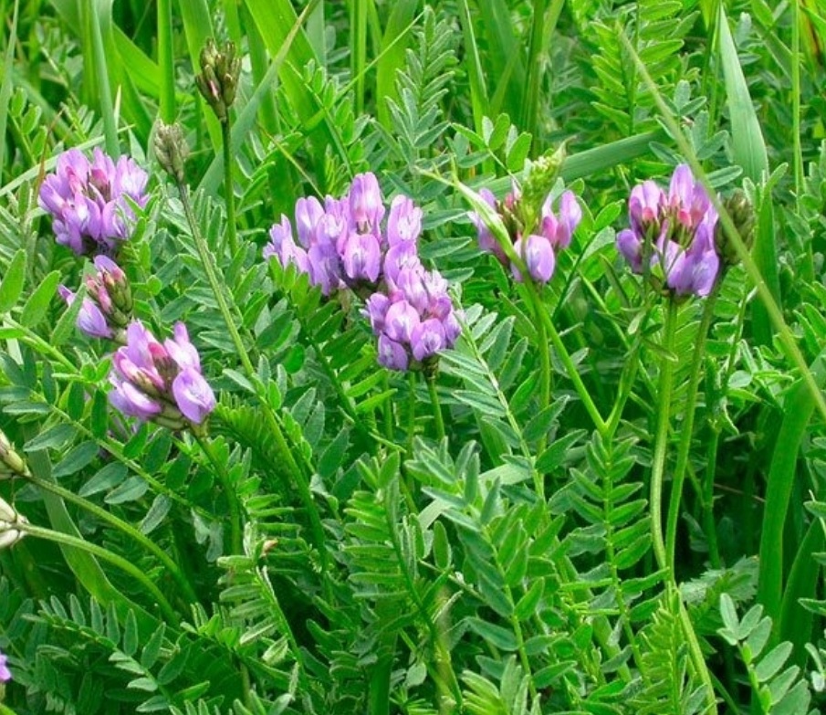 Треугольность Сущего - эгоист не способен...