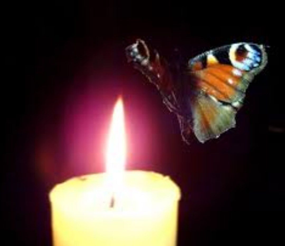 Из пепла сумасшедших мотыльков...