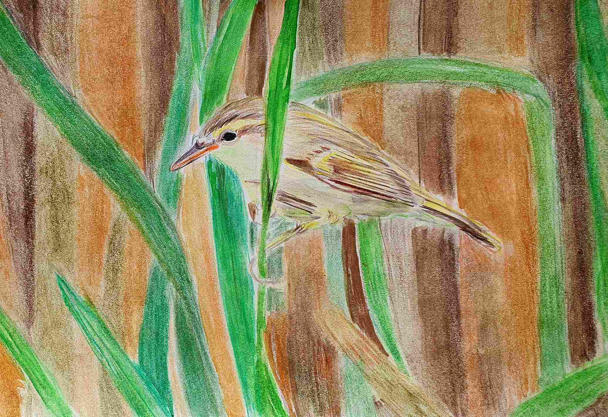 Пеночка зелёная