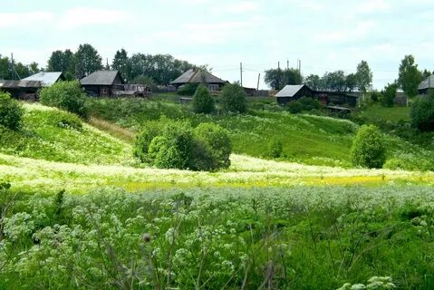 Варенье из ревня