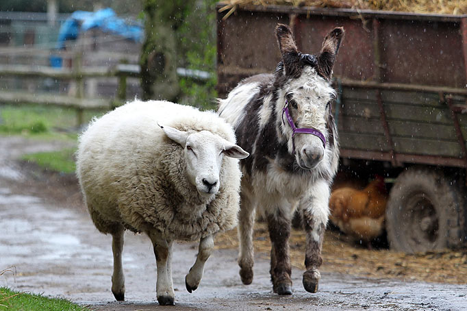 Своё мнение