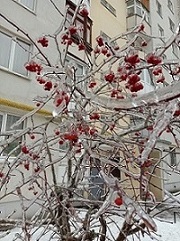 Хрустальные деревья