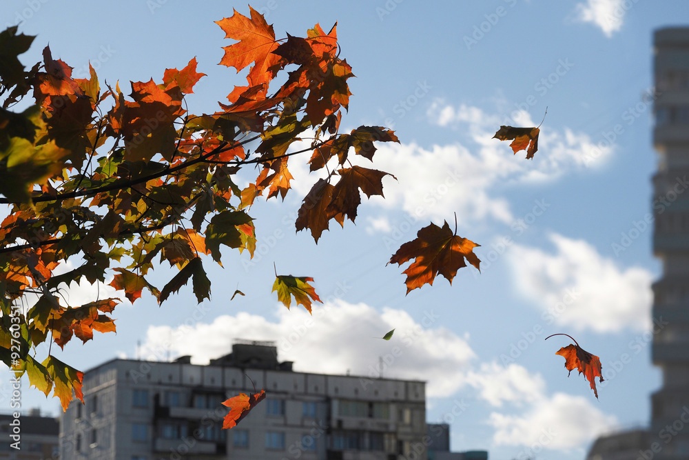 Листья над городом