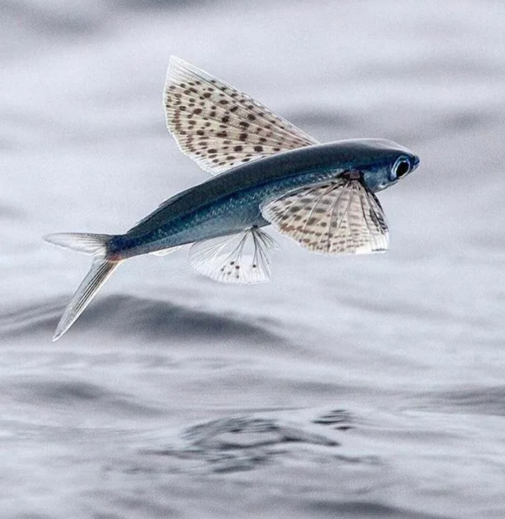 Летучая рыба цена