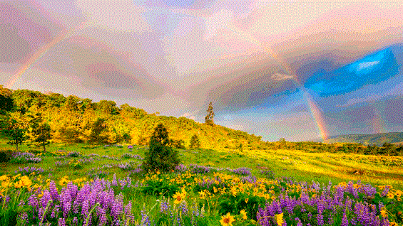 Сватовство. глава 13