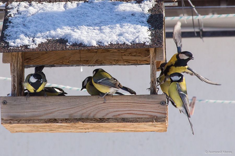 Поют синички