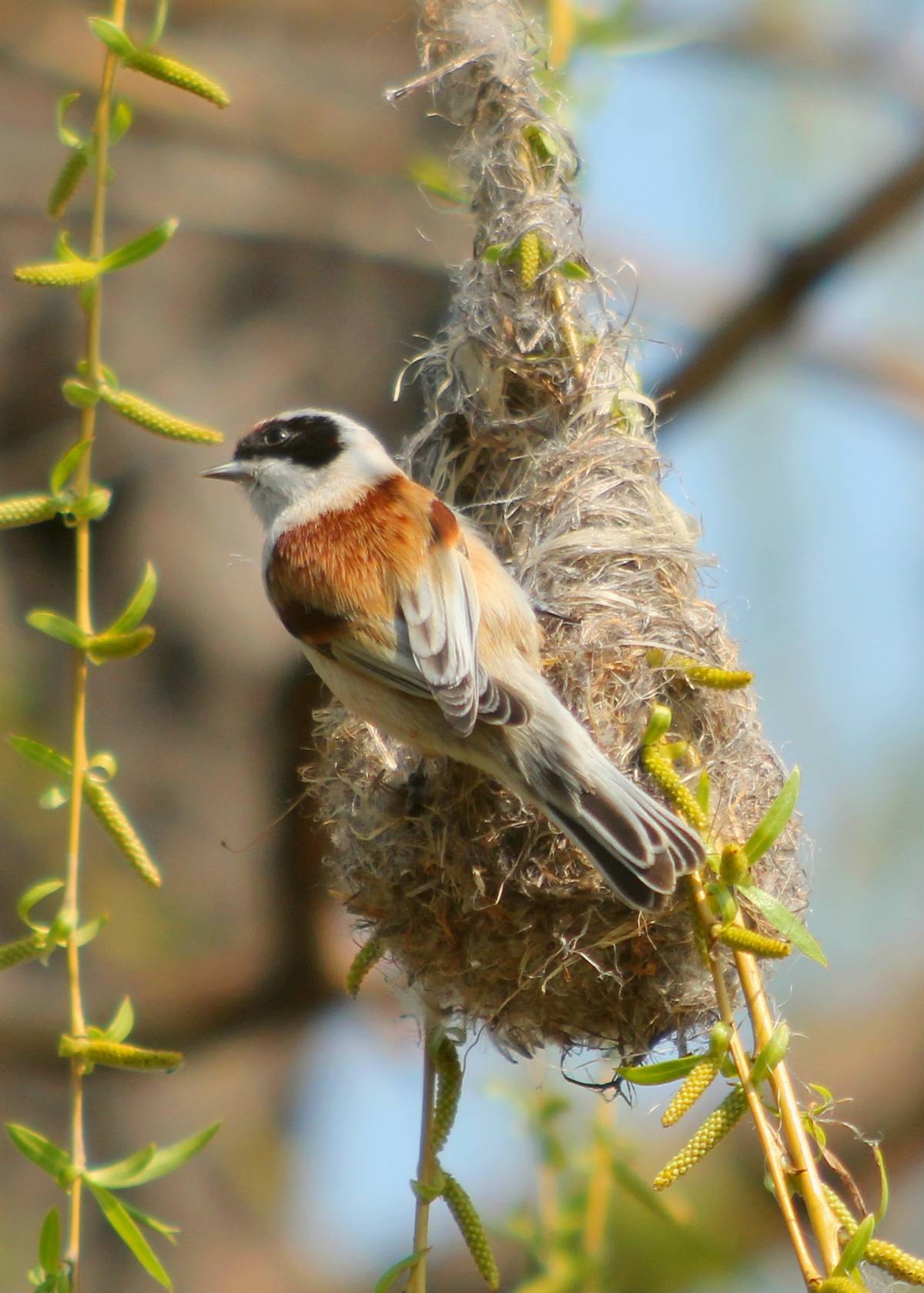Ремезы обыкновенные