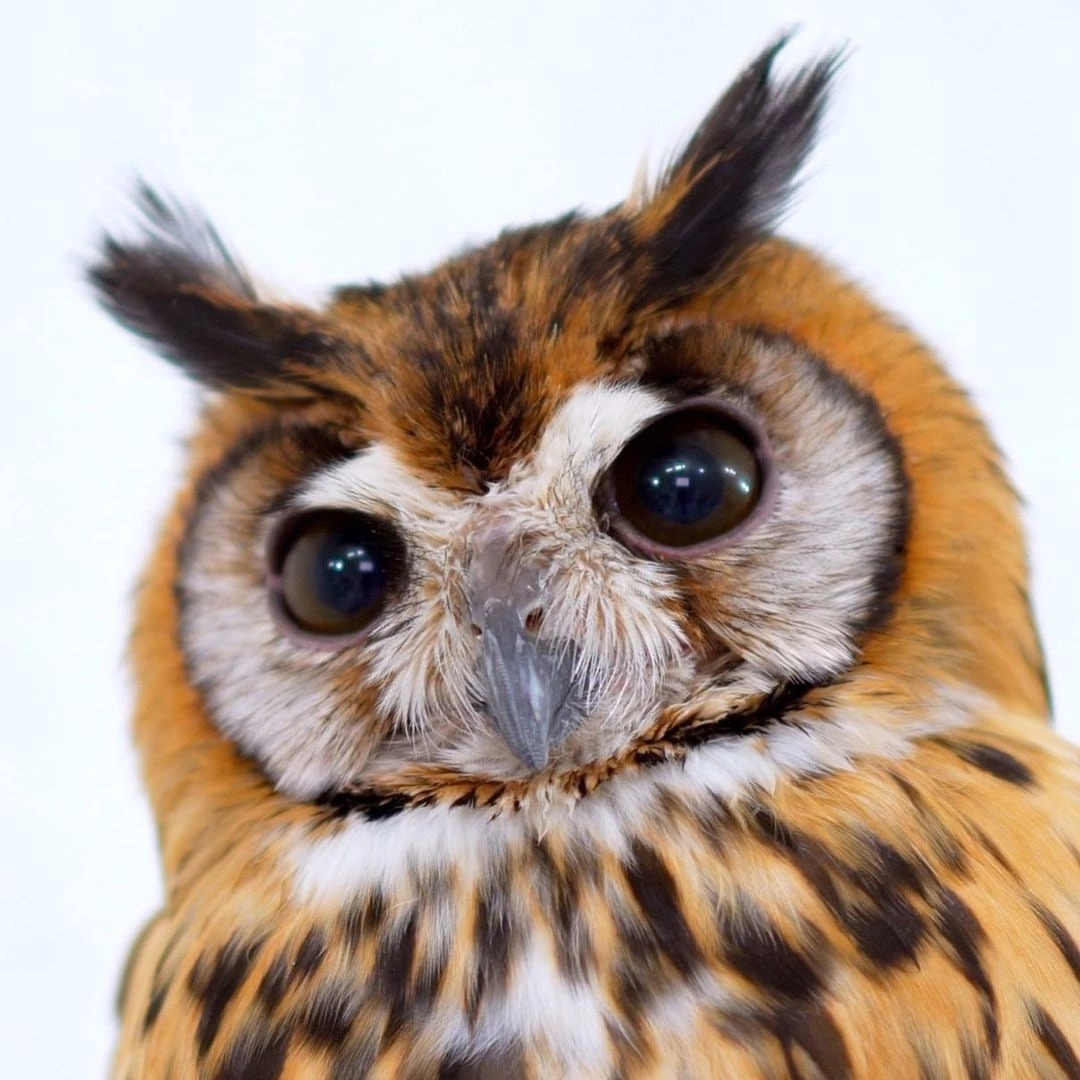 Самосовершенствующийся