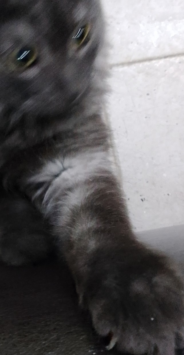 Кошка