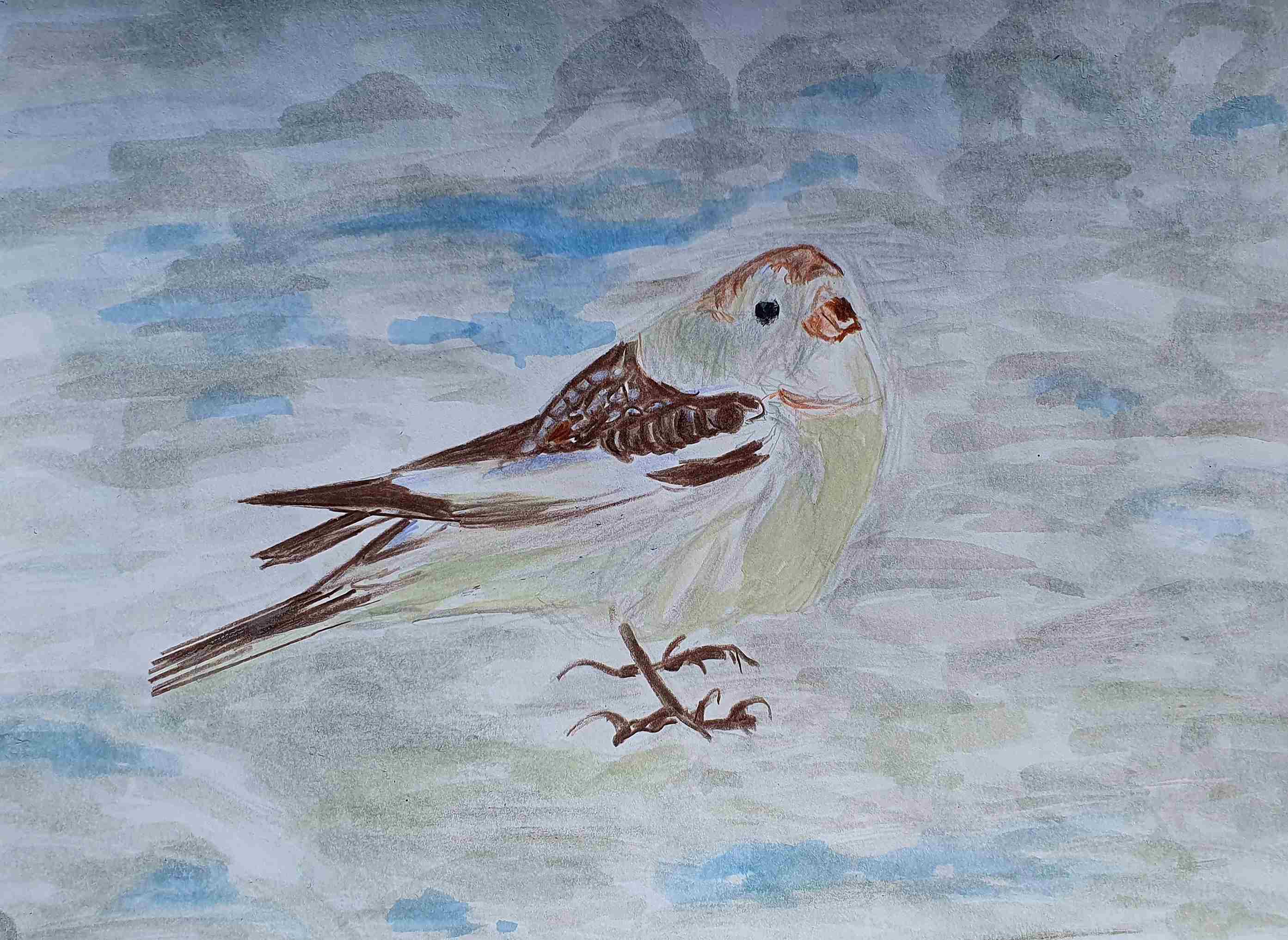 Пуночка обыкновенная