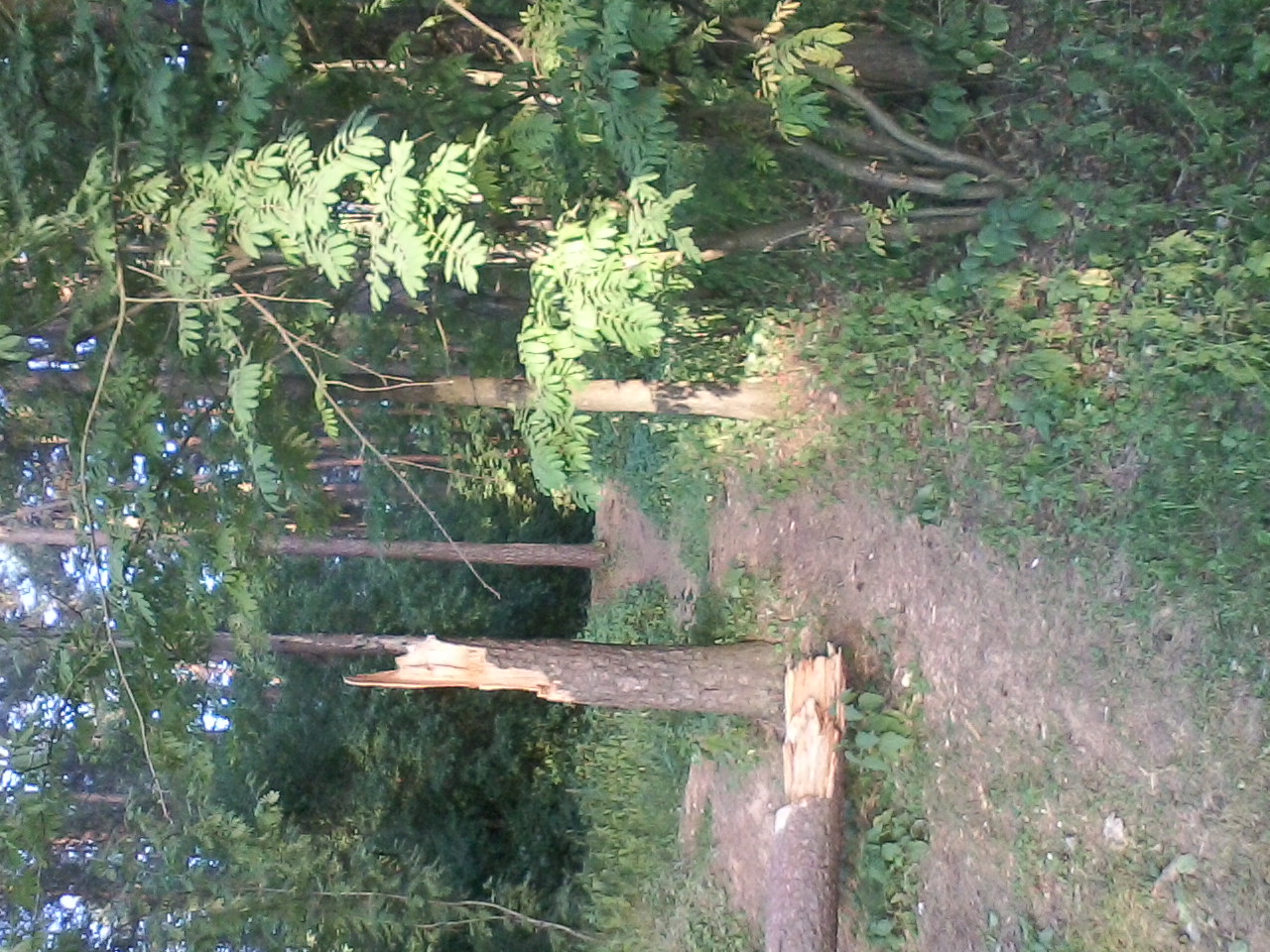 Интуиция сердца