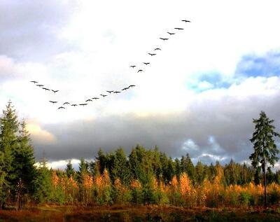 Улетали журавли