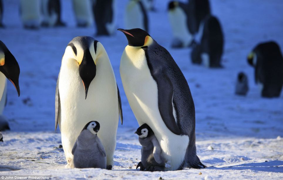 Королевский и антарктический пингвин. Пингвин какое семейство. Пингвин какое семейство. Пингвин какое семейство. Пингвин какое семейство.