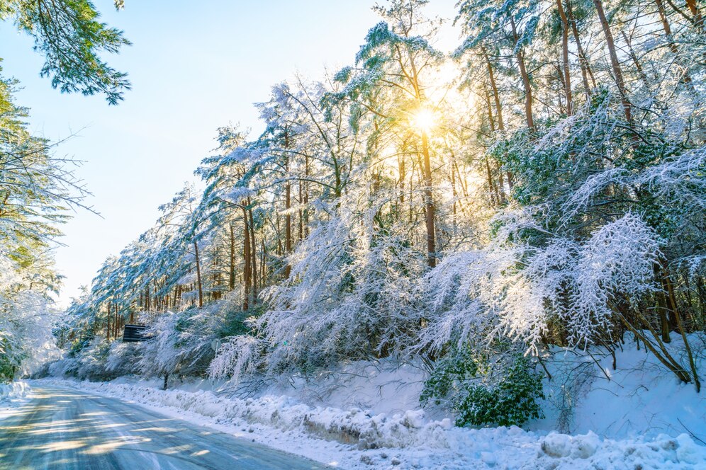 Зимний лес и Новый год