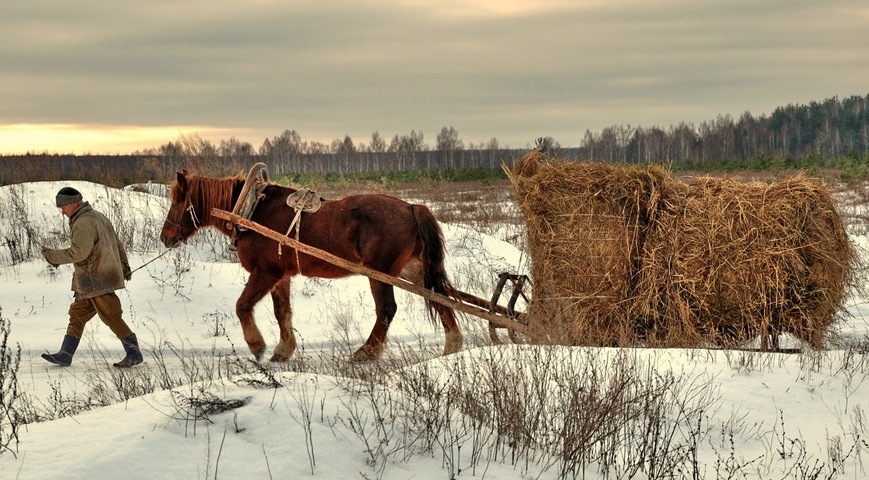 Собираемся на неделю в деревню. Лошади в деревне. Лошади в деревне зимой. Моя деревня. Картина крестьяне на телеге.