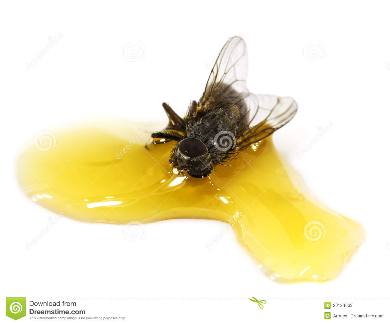 Мухи липнут. Муха на еде. Медовая Муха. Пчелы слетаются на мед. Мухи на мед слетаются.