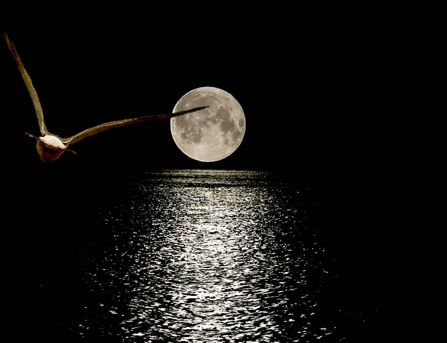 Луна стучит. Отражение Луны. Луна и море. Лунная дорожка. Отражение Луны в воде.