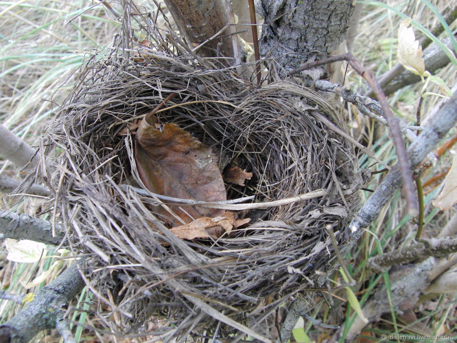 Девушка в гнезде. Она стоит в гнезде. Вить гнездо. Она стоит в гнезде. Гнездо для птиц.