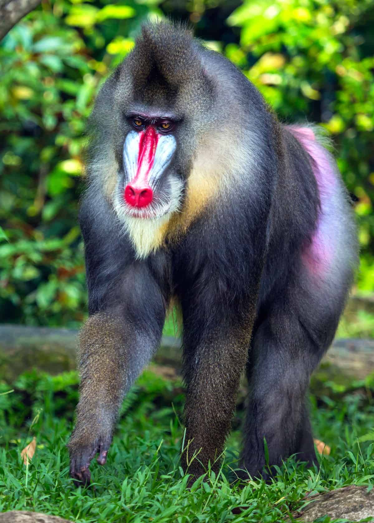 Мартышка мандрил