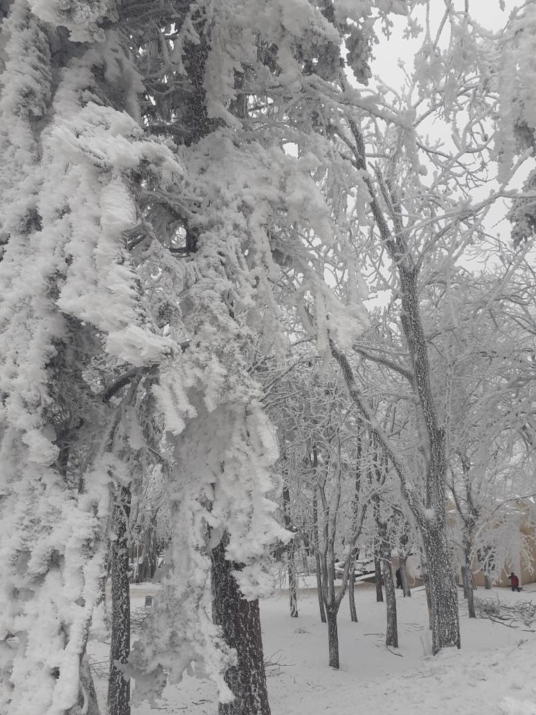 Белые кисти ветров