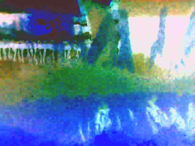 Дожди замёрзли в стрелах камыша