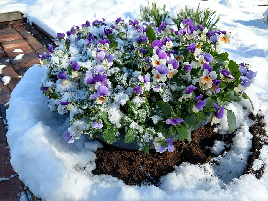 Primrose 'Husky Mixed' (Garden Ready) - Perennial & Biennial Plants - Thompson &
