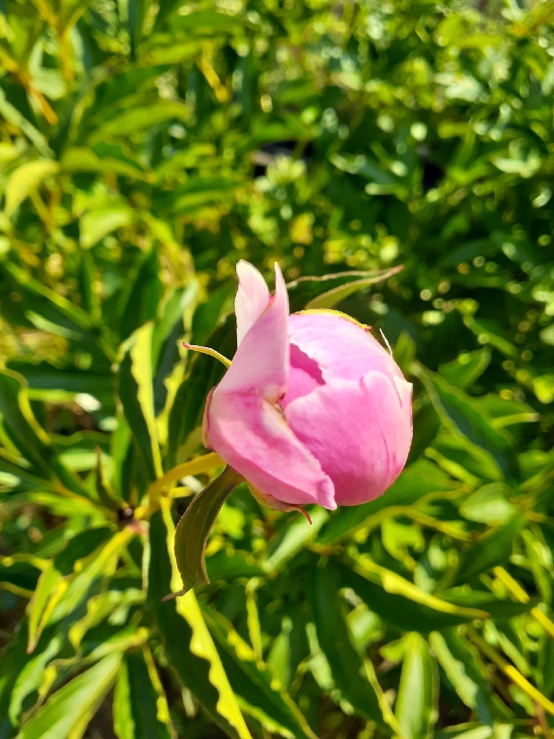 Загадка о большом красивом цветке