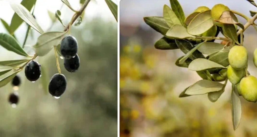 Разногородные